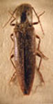  Bedresia punctatosulcata