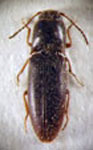 Deromecus curtus