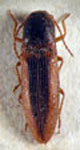  Llanquihue vittipennis