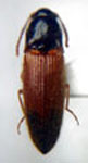  Deromecus melanurus