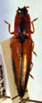  Semiotus nigriceps