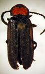  Pyractonema latior