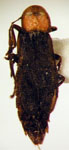  Pyractonema minor