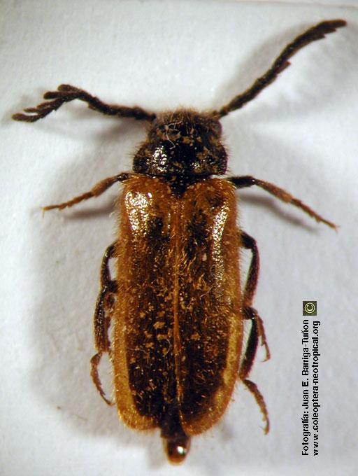  Drilus flavescens (Fourcroy, 1785) 