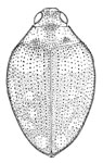 Haliplus havaniensis