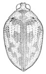 Haliplus mesoamericanus