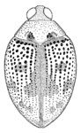 Peltodytes darlingtoni