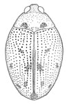 Peltodytes ovalis