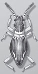 JACOBSONIIDAE Heller, 1926  