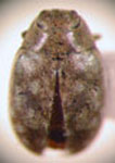  Corrinea sp. 2