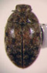  Corrinea sp. 4