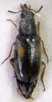  Mauroniscus maculatus