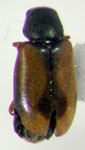  Mauroniscus sp. 1