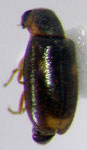  Mauroniscus sp. 2