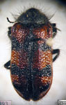  Astylus trifasciatus