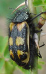  Astylus trifasciatus