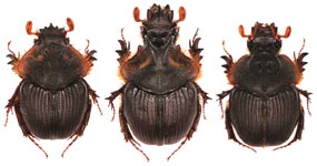  Athyreus parvus