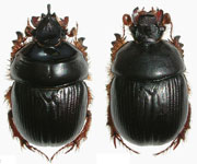  Bolborhinum tubericeps