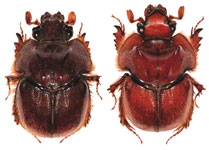  Neoathyreus (Mesoathyreus) guyanensis