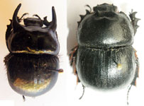  Taurocerastes patagonicus