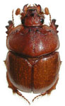  Zefevazia quinquedentata