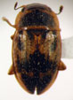 NITIDULIDAE Latreille, 1802 