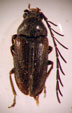 PTILODACTYLIDAE Laporte, 1836 