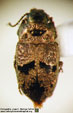 TRACHYPACHIDAE C.G. Thomson, 1857   