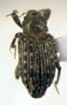  BRACHYCERIDAE