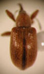  CARIDAE