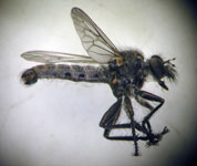  Asilidae sp 1 