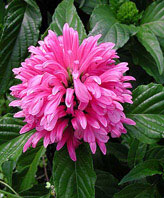  Justicia carnea