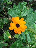  Thunbergia alata