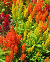 Celosia argentea