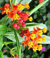  Asclepias curassavica