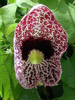 Aristolochia elegans