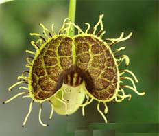 Aristolochia fimbriata