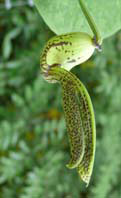 Aristolochia gibertii