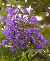 Jacaranda cuspidifolia