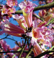 Tabebuia impetiginosa