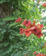 Campsis radicans