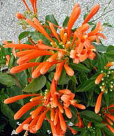 Pyrostegia venusta