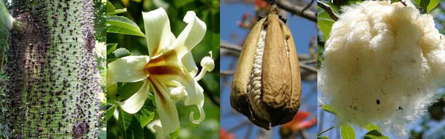  Ceiba insignis