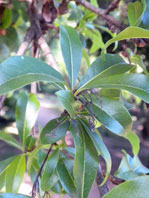 Cordia americana 