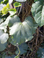 Ipomoea bonariensis