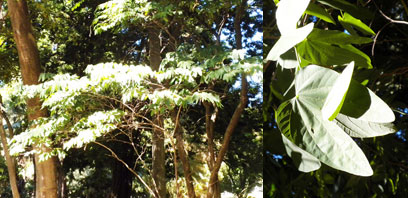 Bauhinia forficata