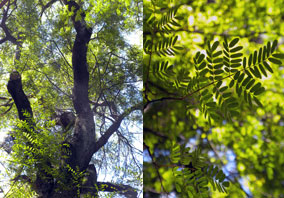 Caesalpinia paraguariensis