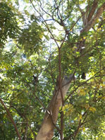 Albizia niopoides