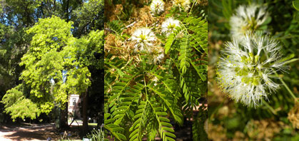 Chloroleucon tenuiflorum