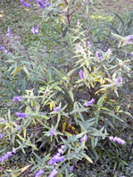 Salvia leucantha